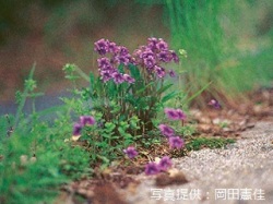 代表画像