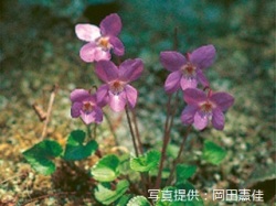 代表画像