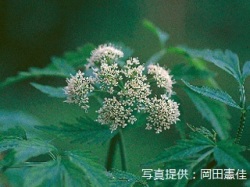 代表画像