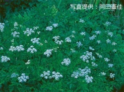 代表画像