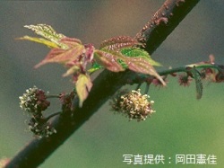 代表画像