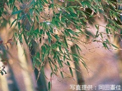 代表画像