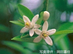 代表画像