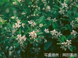 代表画像