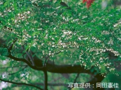 代表画像