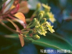 代表画像
