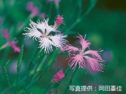 代表画像