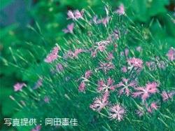 代表画像