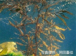 代表画像