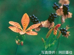 代表画像