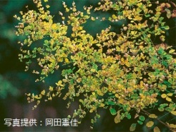 代表画像