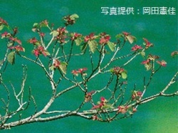 代表画像