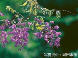 代表画像