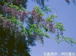 代表画像