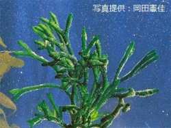 代表画像