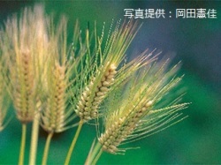 代表画像