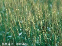 代表画像