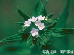 代表画像