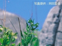 代表画像