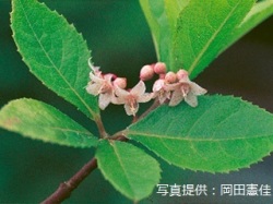 代表画像