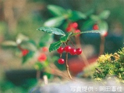 代表画像