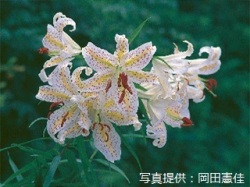 代表画像