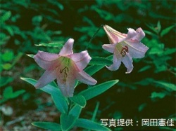 代表画像