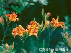 代表画像