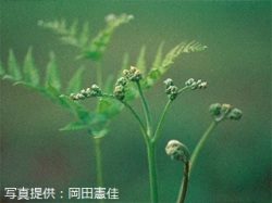 代表画像