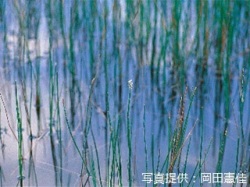 代表画像