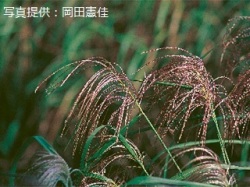 代表画像